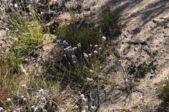 Amphithalea cedarbergensis