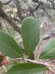 Maytenus cassineformis