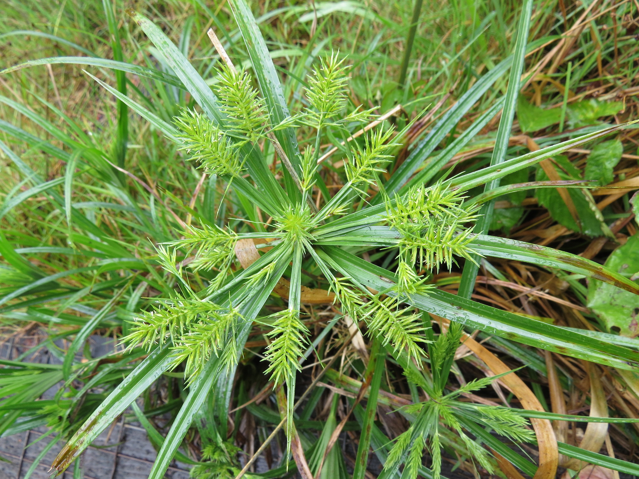Cyperus sandwicensis