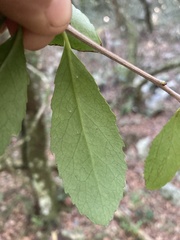 Maytenus cassineformis