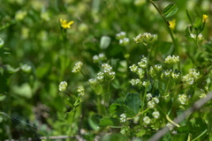 Valerianella carinata