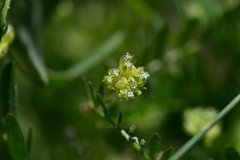 Valerianella carinata