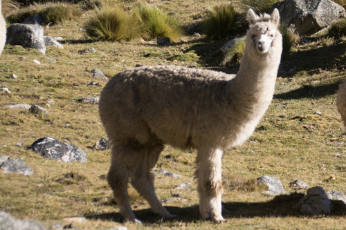 Alpaca