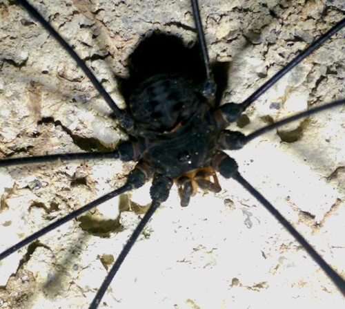 Gyas titanus
