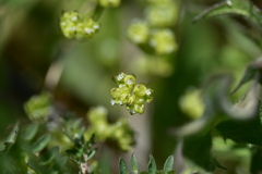Valerianella carinata