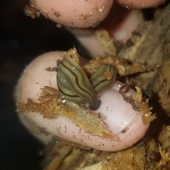 Bipalium pennsylvanicum