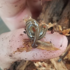 Bipalium pennsylvanicum