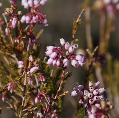 Erica verecunda