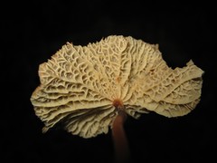 Marasmius cladophyllus