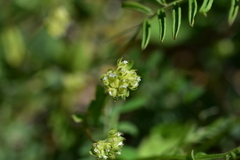 Valerianella carinata