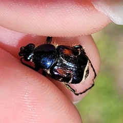 Trichiotinus piger
