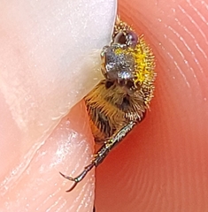 Trichiotinus piger