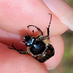 Trichiotinus piger