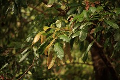 Davidsonia johnsonii