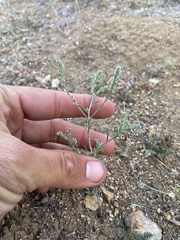 Cryptantha microstachys