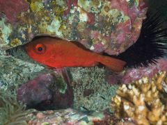 Heteropriacanthus carolinus