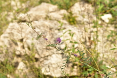 Vicia peregrina