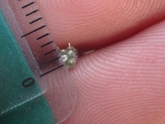 Cryptantha microstachys