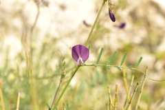 Vicia peregrina
