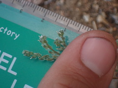 Cryptantha microstachys