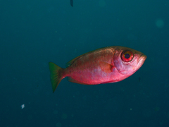 Heteropriacanthus carolinus