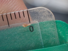 Cryptantha microstachys