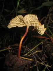 Marasmius cladophyllus