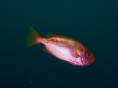 Heteropriacanthus carolinus