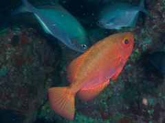 Heteropriacanthus carolinus