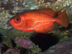 Heteropriacanthus carolinus