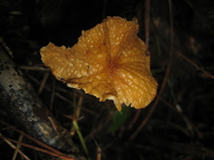 Marasmius cladophyllus