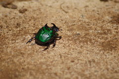 Oxysternon conspicillatum