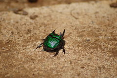 Oxysternon conspicillatum