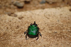 Oxysternon conspicillatum