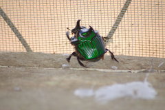 Oxysternon conspicillatum