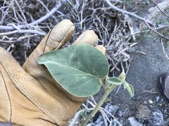 Horsfordia newberryi