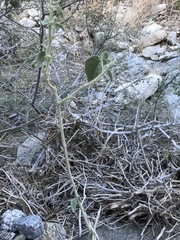 Horsfordia newberryi