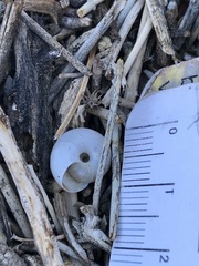 Cahuillus indioensis