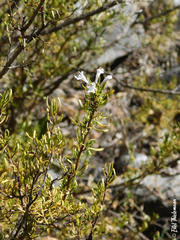Clinopodium chilense