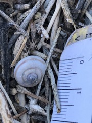 Cahuillus indioensis