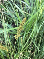 Carex annectens