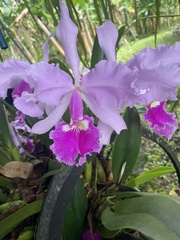 Cattleya warscewiczii