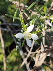 Fendlera linearis