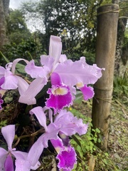 Cattleya warscewiczii