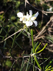 Fendlera linearis