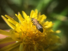 Saproglyphus