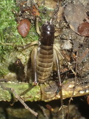 Hemiandrus fiordensis