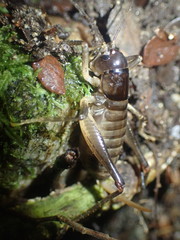 Hemiandrus fiordensis