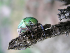 Chrysina beyeri