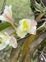 Rodriguezia granadensis